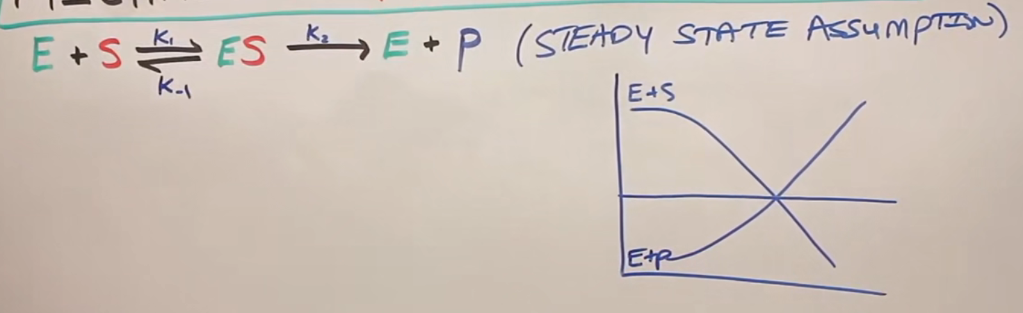 稳态假设, 酶底混合物分解速度~=合成速度